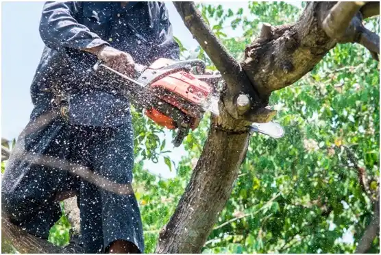 tree services Crandon